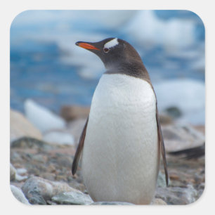 Antarctica. Neko Hafen. Gentoo Penguin Quadratischer Aufkleber