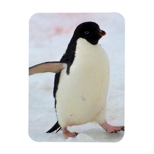 Antarctica. Petermann Island. Adelie Pinguin Magnet (Vertikal)