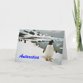 Antarctica Pinguins Grüße Karte