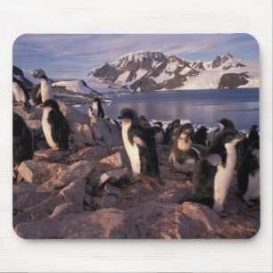 Antarktika, Adeliepinguin-Küken Mousepad