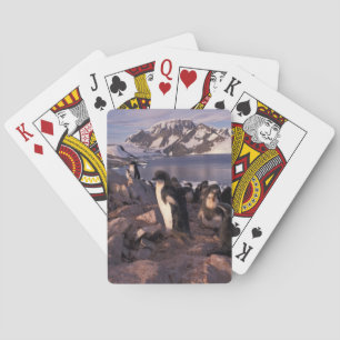 Antarktika, Adeliepinguin-Küken Spielkarten