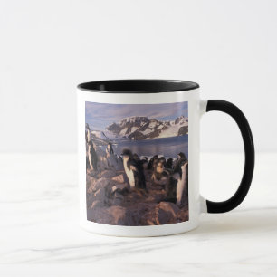 Antarktika, Adeliepinguin-Küken Tasse