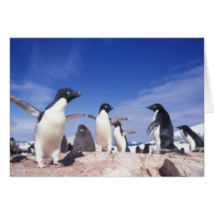 Antarktika, Adeliepinguin Pygoscelis