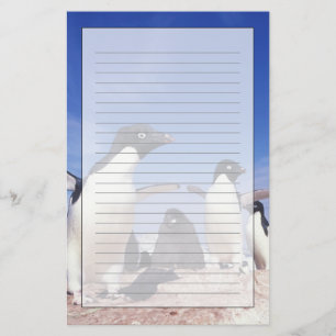 Antarktika, Adeliepinguin Pygoscelis Briefpapier