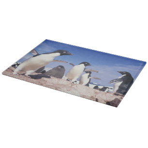 Antarktika, Adeliepinguin Pygoscelis Schneidebrett