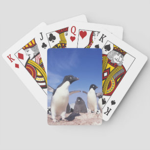 Antarktika, Adeliepinguin Pygoscelis Spielkarten