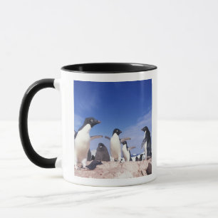 Antarktika, Adeliepinguin Pygoscelis Tasse