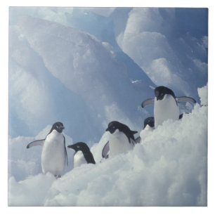 Antarktika. Adeliepinguine Fliese