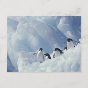 Antarktika. Adeliepinguine Postkarte