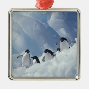 Antarktika. Adeliepinguine Silbernes Ornament