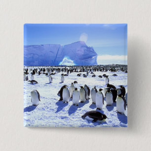 Antarktika, Antarktische Halbinsel, Weddell-Meer,  Button