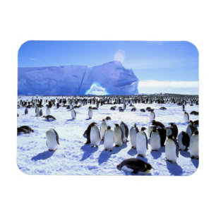Antarktika, Antarktische Halbinsel, Weddellmeer, 5 Magnet