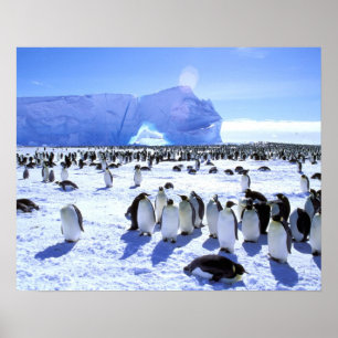 Antarktika, Antarktische Halbinsel, Weddellmeer, 5 Poster