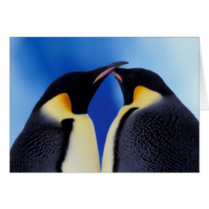 Antarktika, Kaiser-Pinguine
