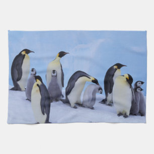 Antarktika, Kaiser-Pinguine Handtuch