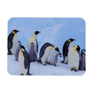 Antarktika, Kaiser-Pinguine Magnet