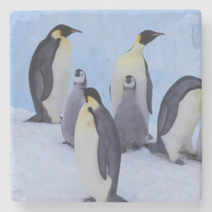 Antarktika, Kaiser-Pinguine Steinuntersetzer