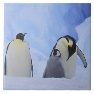 Antarktika. Kaiser-Pinguine und Küken Fliese