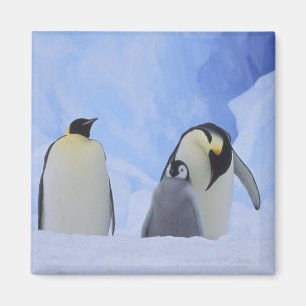 Antarktika. Kaiser-Pinguine und Küken Magnet