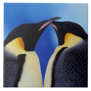 Antarktika, Kaiserpinguine Fliese