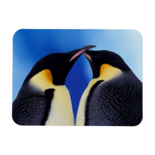 Antarktika, Kaiserpinguine Magnet