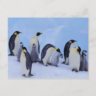 Antarktika, Kaiserpinguine Postkarte