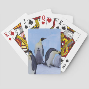 Antarktika, Kaiserpinguine Spielkarten