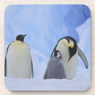 Antarktika. Kaiserpinguine und Küken Getränkeuntersetzer