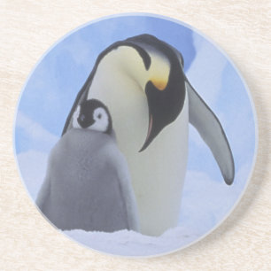Antarktika. Kaiserpinguine und Küken Getränkeuntersetzer