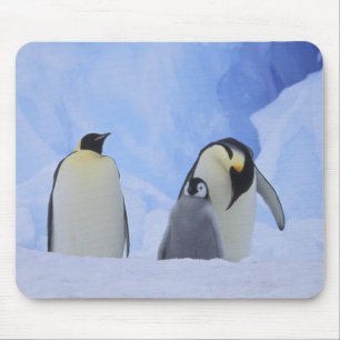 Antarktika. Kaiserpinguine und Küken Mousepad