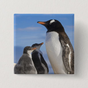 Antarktika, Neko Cove (Hafen). Gentoo Pinguin 2 Button