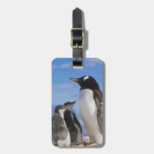 Antarktika, Neko Cove (Hafen). Gentoo Pinguin 2 Gepäckanhänger