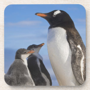 Antarktika, Neko Cove (Hafen). Gentoo Pinguin 2 Getränkeuntersetzer