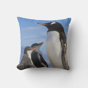 Antarktika, Neko Cove (Hafen). Gentoo-Pinguin 2 Kissen