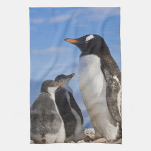 Antarktika, Neko Cove (Hafen). Gentoo-Pinguin 2 Küchentuch