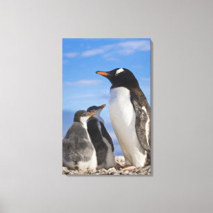 Antarktika, Neko Cove (Hafen). Gentoo-Pinguin 2 Leinwanddruck