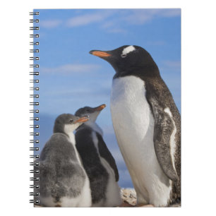 Antarktika, Neko Cove (Hafen). Gentoo Pinguin 2 Notizblock