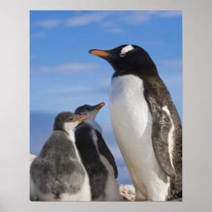 Antarktika, Neko Cove (Hafen). Gentoo Pinguin 2 Poster
