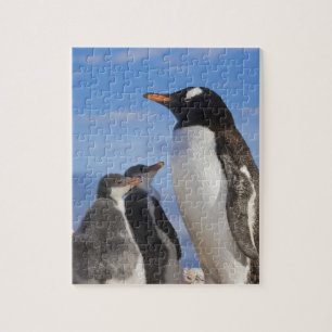 Antarktika, Neko Cove (Hafen). Gentoo Pinguin 2 Puzzle