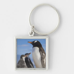 Antarktika, Neko Cove (Hafen). Gentoo Pinguin 2 Schlüsselanhänger