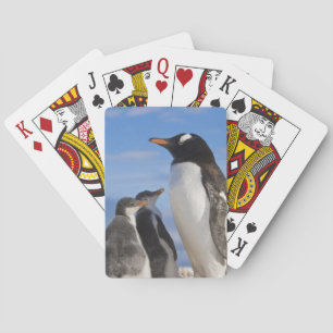 Antarktika, Neko Cove (Hafen). Gentoo Pinguin 2 Spielkarten