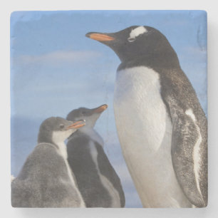 Antarktika, Neko Cove (Hafen). Gentoo Pinguin 2 Steinuntersetzer
