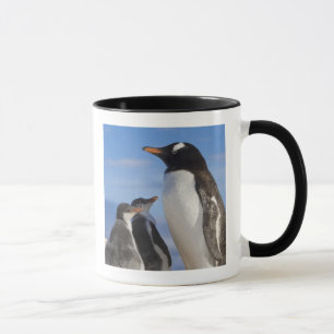 Antarktika, Neko Cove (Hafen). Gentoo Pinguin 2 Tasse