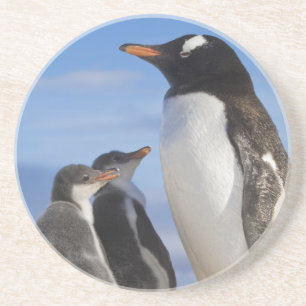 Antarktika, Neko Cove (Hafen). Gentoo Pinguin 2 Untersetzer