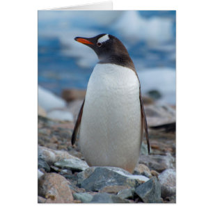 Antarktika. Neko-Hafen. Gentoo-Pinguin