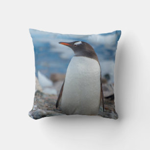 Antarktika. Neko-Hafen. Gentoo-Pinguin Kissen