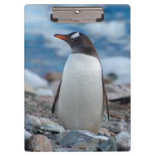 Antarktika. Neko-Hafen. Gentoo-Pinguin Klemmbrett
