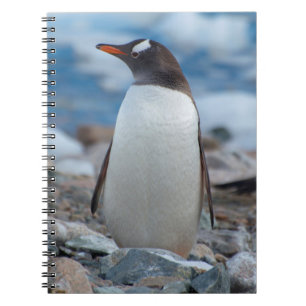 Antarktika. Neko-Hafen. Gentoo-Pinguin Notizblock