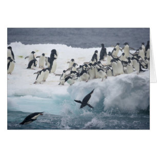 Antarktika, Paulet-Insel. Adeliepinguine