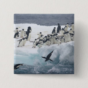 Antarktika, Paulet-Insel. Adeliepinguine Button